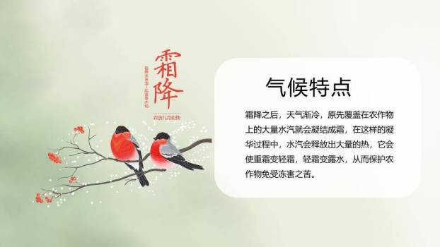 霜降节气柿子秋景PPT模板2