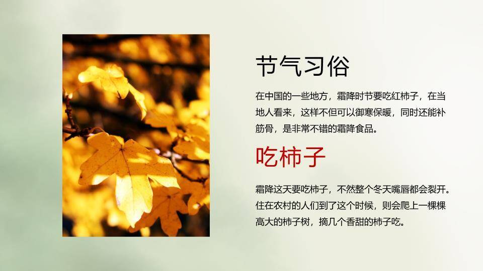 霜降节气柿子秋景PPT模板4