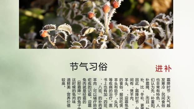 霜降节气柿子秋景PPT模板5