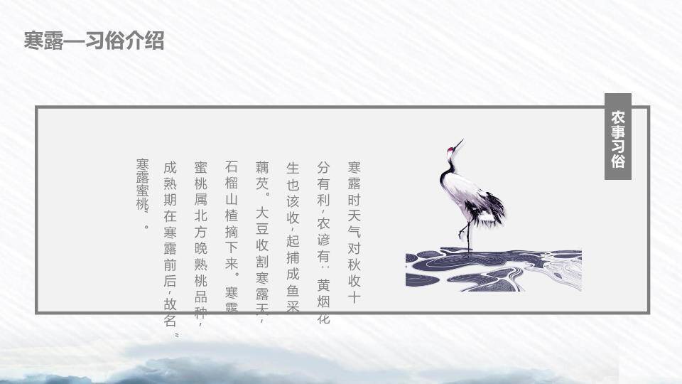 寒露节气荷塘清露PPT模板7