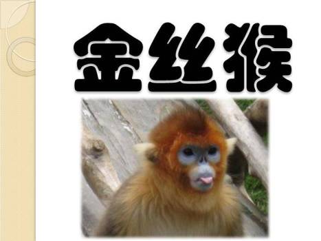 老虎草丛动物主题比划猜游戏PPT模板4