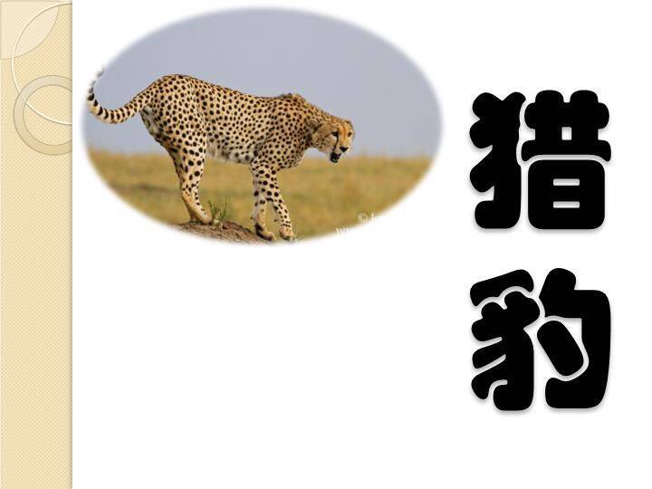 老虎草丛动物主题比划猜游戏PPT模板5