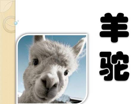 老虎草丛动物主题比划猜游戏PPT模板7