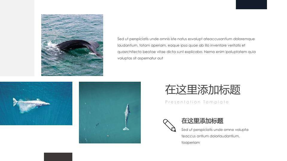 蓝鲸跃水水彩动漫浪漫鲸鱼之恋PPT模板4