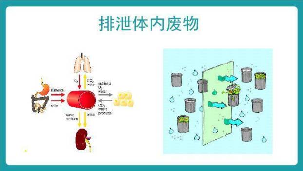 绿色扁平风血液透析个案护理PPT模板1